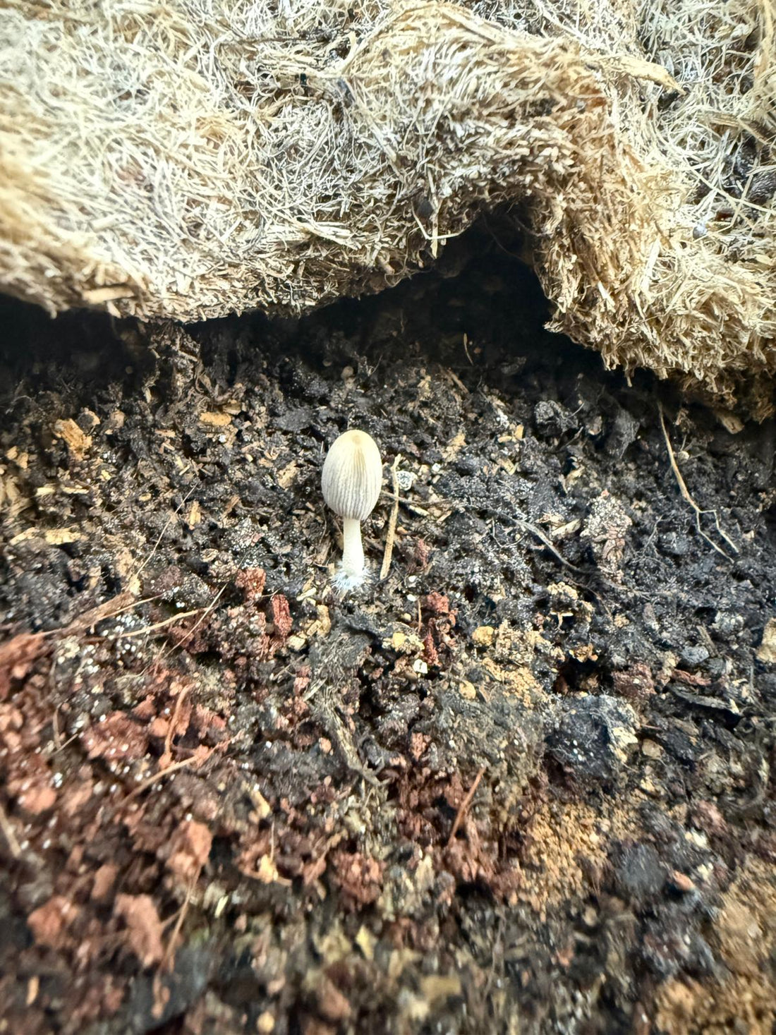 Kleiner Pilz in lebendiger Erde – Zeichen für aktives Bodenleben im Living Soil von Wurzelwerk.bio