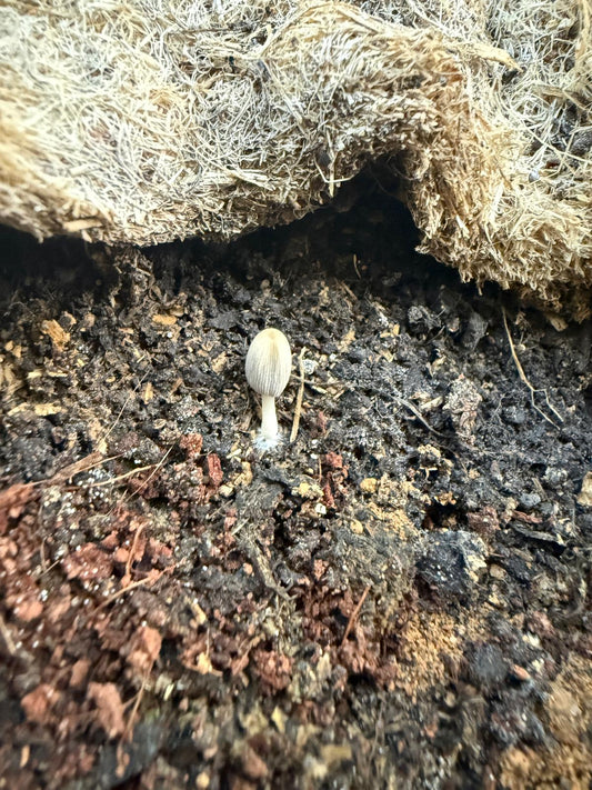 Kleiner Pilz in lebendiger Erde – Zeichen für aktives Bodenleben im Living Soil von Wurzelwerk.bio