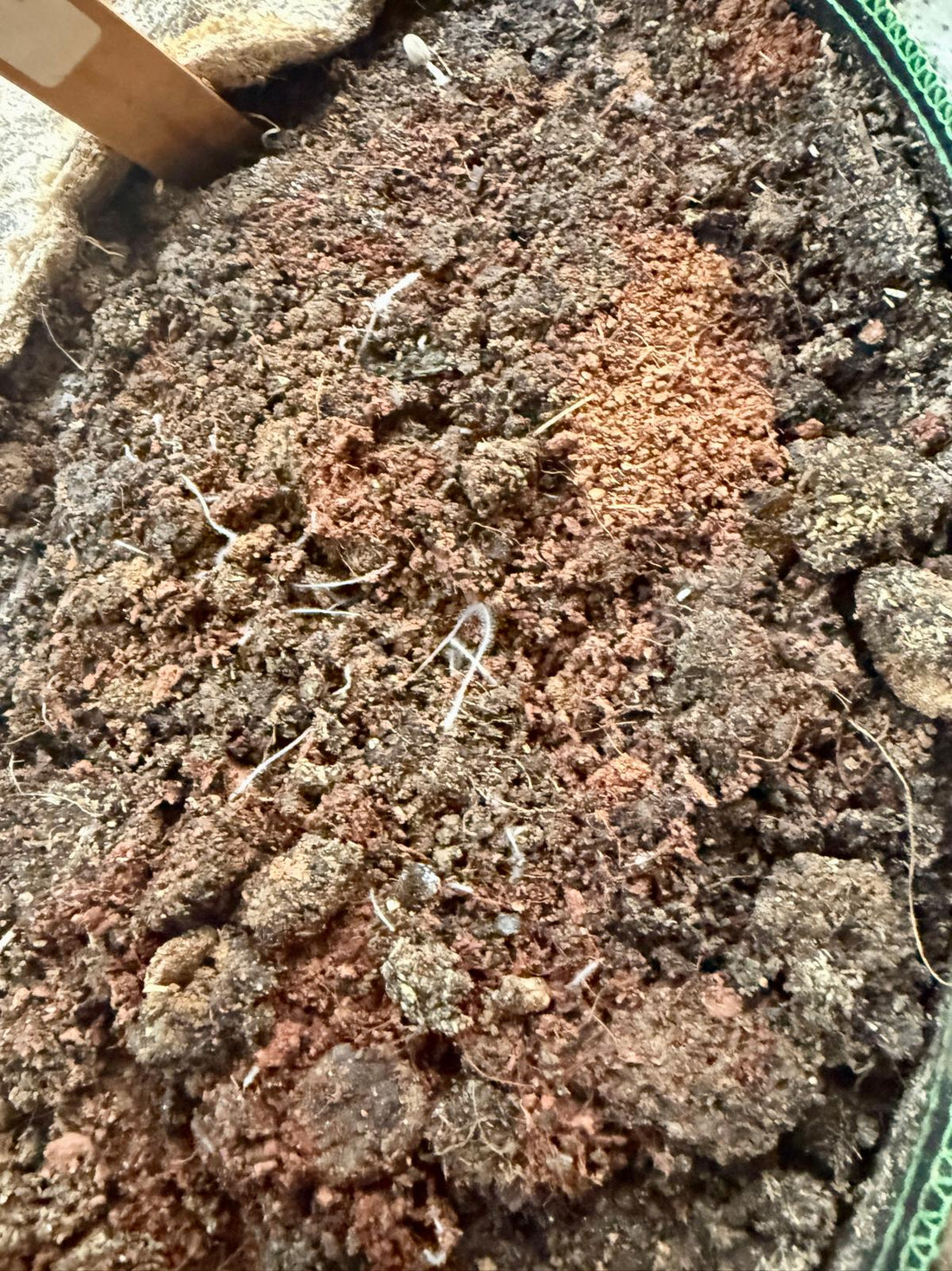 Übersicht lebendiger Erde im Topf – sichtbare Myzelfäden, krümelige Struktur und aktives Bodenleben mit Wurzelwerk Microbes und VeggiePunch.